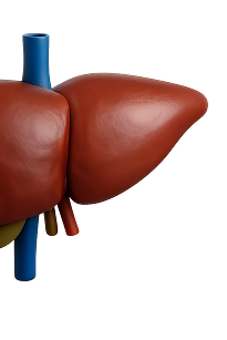 Правая половина печени