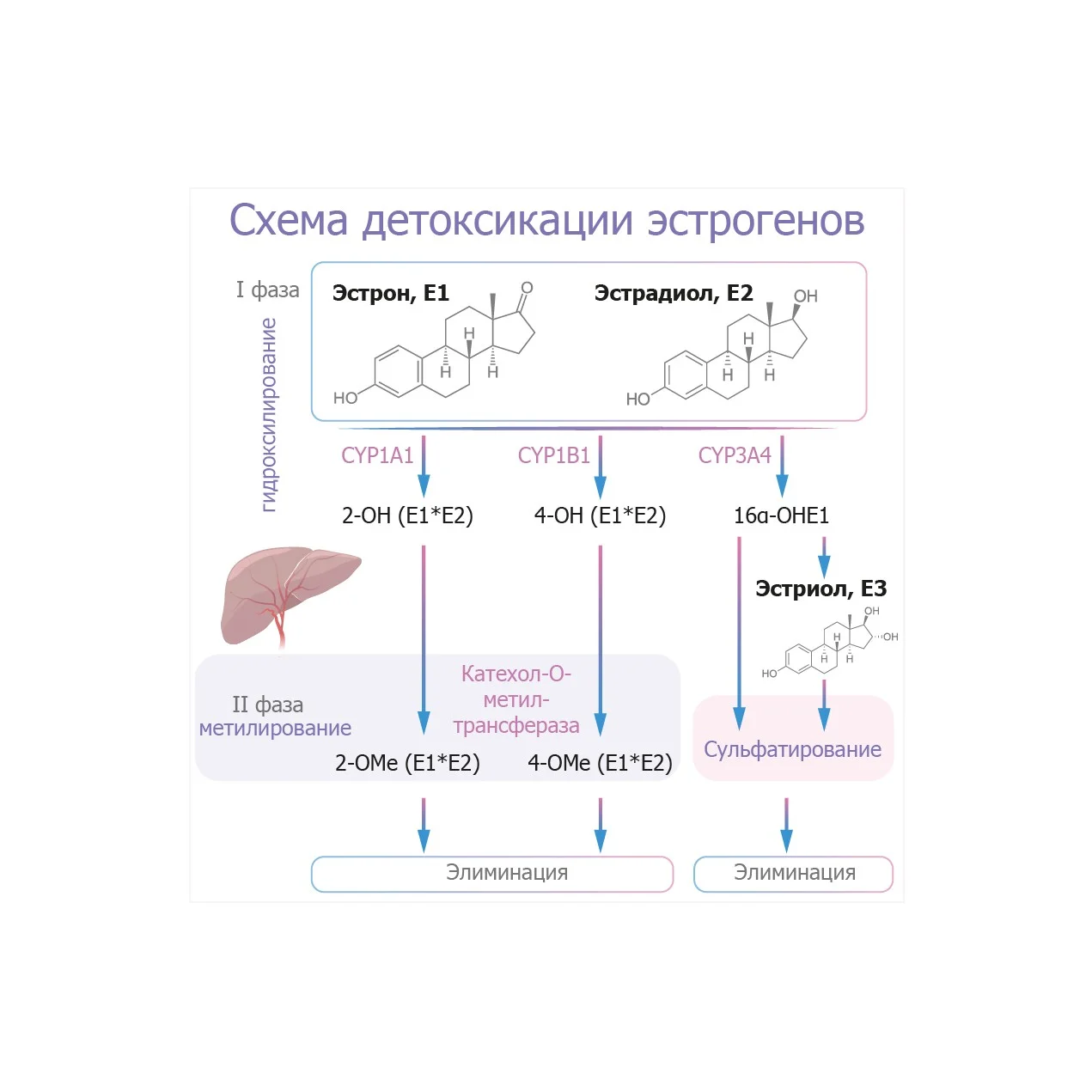 estro_pic (3).jpg