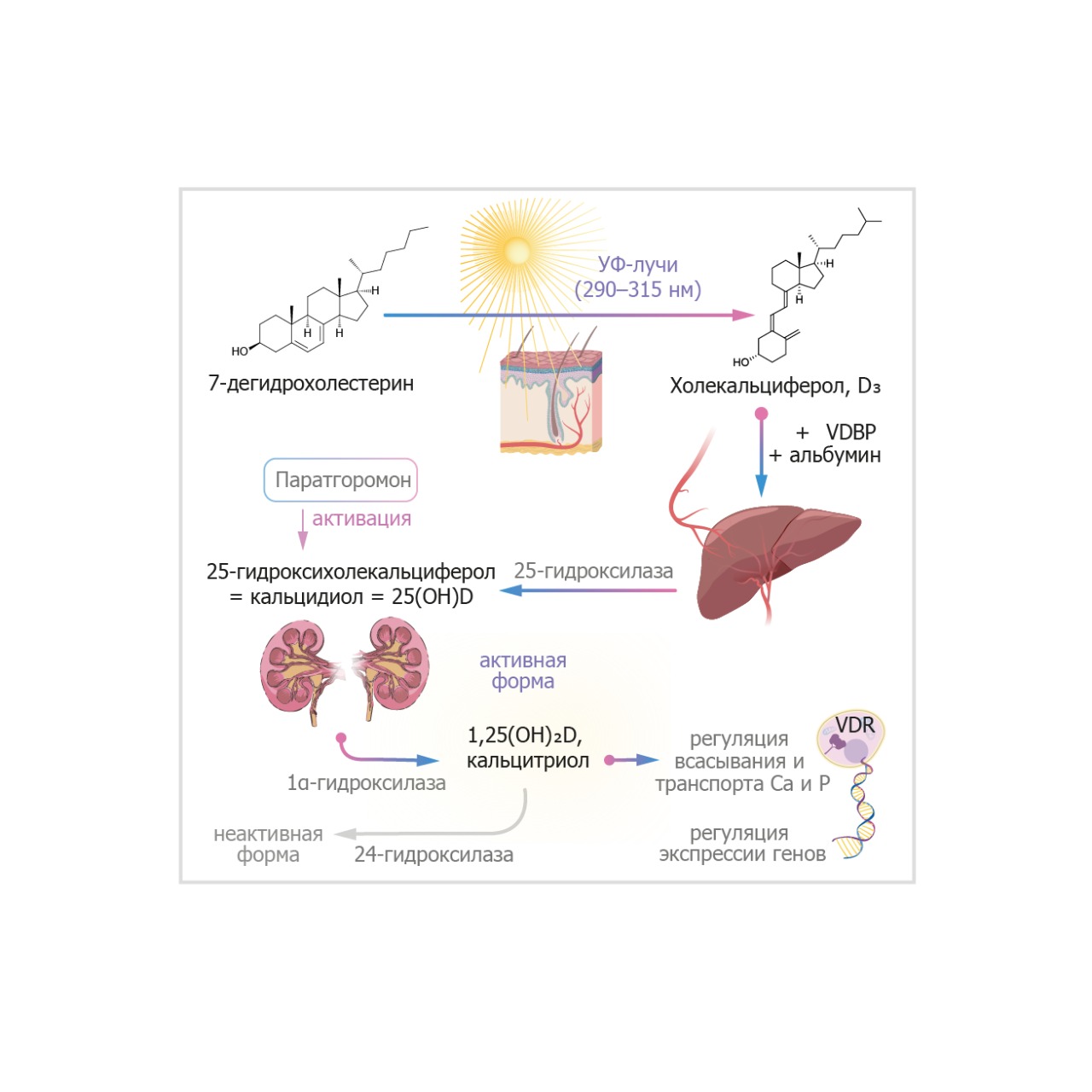 for the article_vit D.png for the article_vit D.png